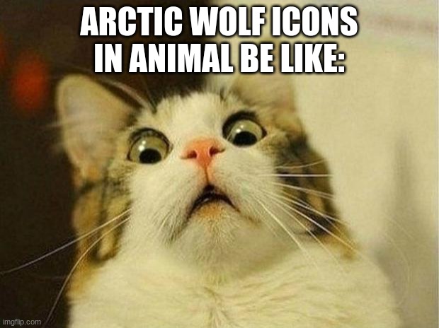 Furry arctic | ARCTIC WOLF ICONS IN ANIMAL BE LIKE: | image tagged in memes,scared cat,animal jam | made w/ Imgflip meme maker