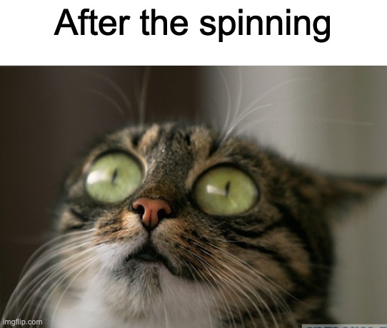 Trauma cat | After the spinning | image tagged in trauma cat | made w/ Imgflip meme maker