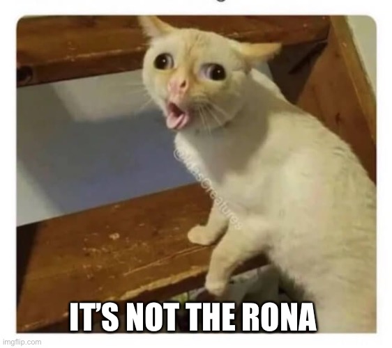 Coughing Cat | IT’S NOT THE RONA | image tagged in coughing cat | made w/ Imgflip meme maker
