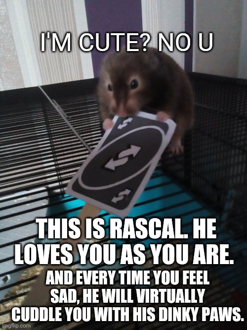 He is your hammy ally ❤️ | I'M CUTE? NO U; THIS IS RASCAL. HE LOVES YOU AS YOU ARE. AND EVERY TIME YOU FEEL SAD, HE WILL VIRTUALLY CUDDLE YOU WITH HIS DINKY PAWS. | image tagged in hamster,meme,cute,ally | made w/ Imgflip meme maker