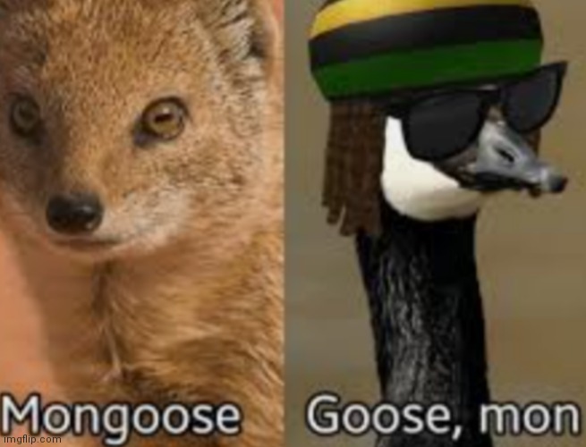 Battle of the year | image tagged in mongoose,goose mon | made w/ Imgflip meme maker