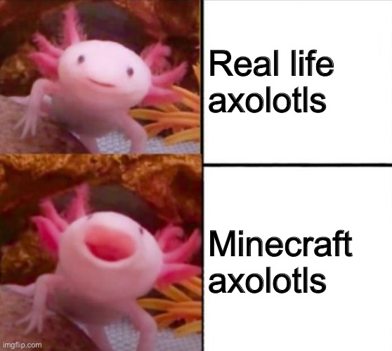 axolotl drake | Real life axolotls; Minecraft axolotls | image tagged in axolotl drake | made w/ Imgflip meme maker