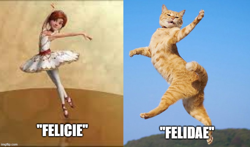 Ballerina cat | "FELICIE"; "FELIDAE" | image tagged in funny cat memes | made w/ Imgflip meme maker