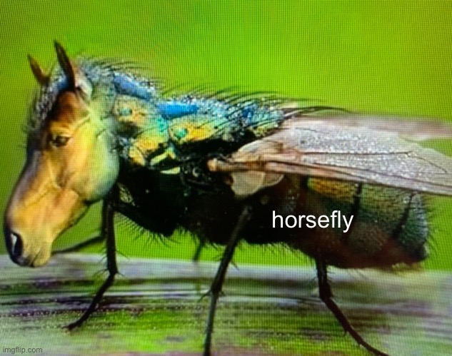 p | horsefly | image tagged in guh | made w/ Imgflip meme maker