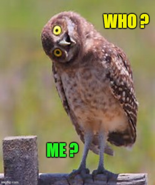 ◄► Reaction: Who? Me? | WHO ? ME ? | image tagged in who me,owl,reaction | made w/ Imgflip meme maker
