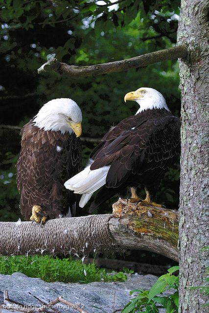 eagle Blank Meme Template