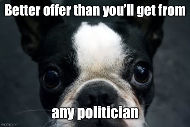 Boston Terrier | Better offer than you’ll get from any politician | image tagged in boston terrier | made w/ Imgflip meme maker