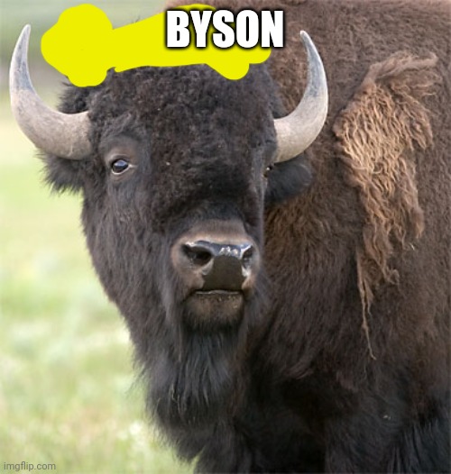 Bryson is now a Bison? | BYSON | image tagged in bison | made w/ Imgflip meme maker