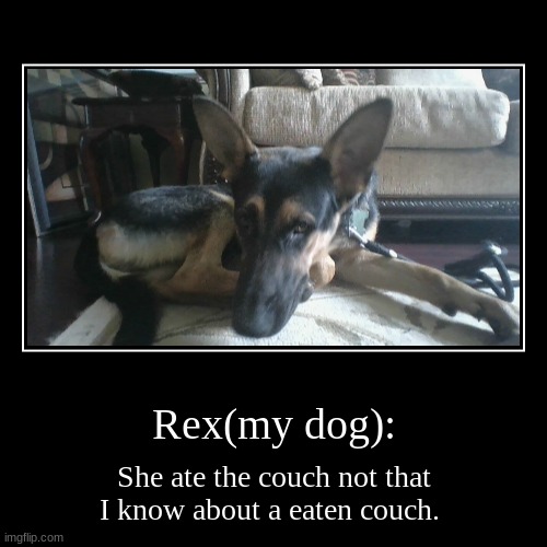 Rex(my dog): | She ate the couch not that I know about a eaten couch. | image tagged in funny,demotivationals | made w/ Imgflip demotivational maker