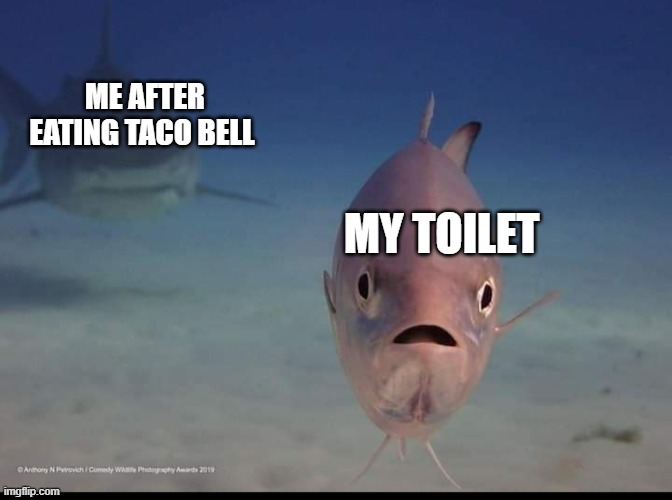 Why? | ME AFTER EATING TACO BELL; MY TOILET | image tagged in suddenly mortal fish,taco bell,toilet | made w/ Imgflip meme maker