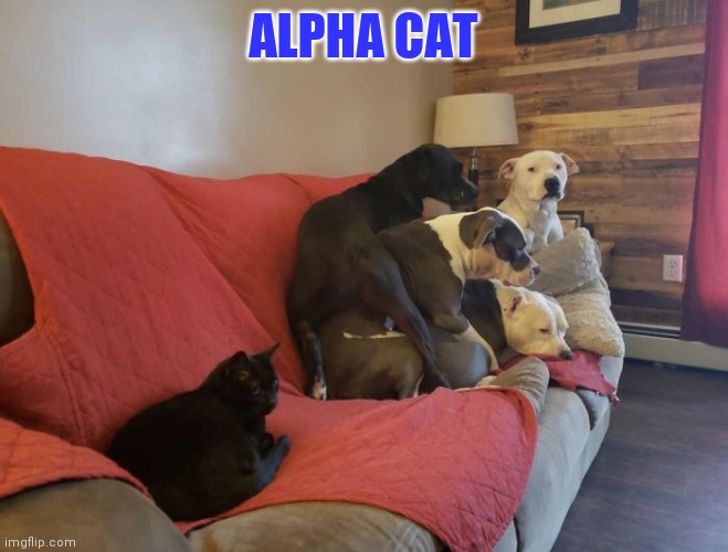 Alpha cat | ALPHA CAT | image tagged in black cat,evil cat,catdog | made w/ Imgflip meme maker