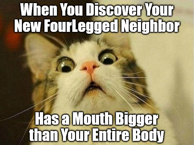 Kitten Sees Canine | When You Discover Your New FourLegged Neighbor; Has a Mouth Bigger than Your Entire Body | image tagged in memes,scared cat,cats,dogs,pets,animal warfare | made w/ Imgflip meme maker