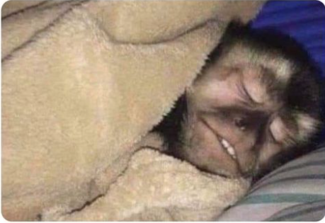 High Quality sleeping monkey Blank Meme Template