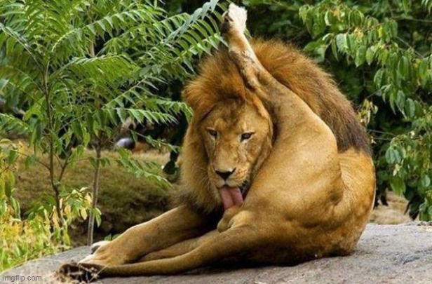 lion licking balls | image tagged in lion licking balls | made w/ Imgflip meme maker
