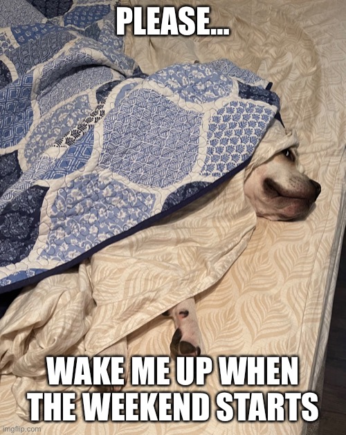 Wake up weekend | PLEASE…; WAKE ME UP WHEN THE WEEKEND STARTS | image tagged in dog,dogs,friday,weekend | made w/ Imgflip meme maker