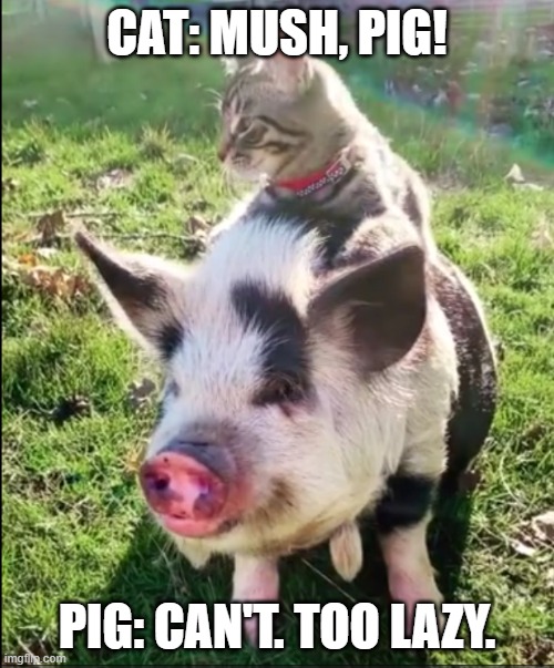 pigs would be the servant of cats |  CAT: MUSH, PIG! PIG: CAN'T. TOO LAZY. | image tagged in cat pig | made w/ Imgflip meme maker