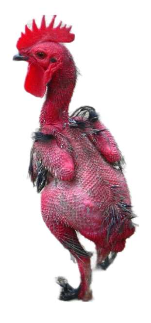 High Quality Funny chicken png Blank Meme Template
