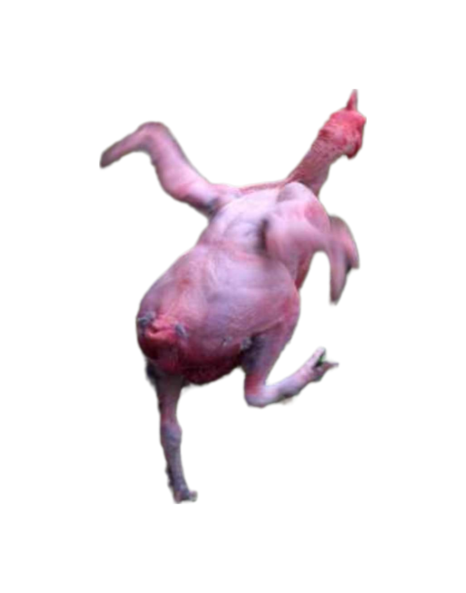 High Quality Funny chicken png #3 Blank Meme Template