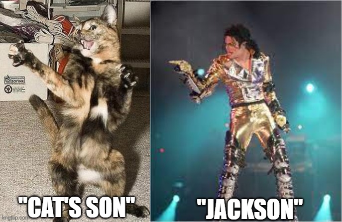 Jackson vs Cat's son | "JACKSON"; "CAT'S SON" | image tagged in funny cat memes | made w/ Imgflip meme maker