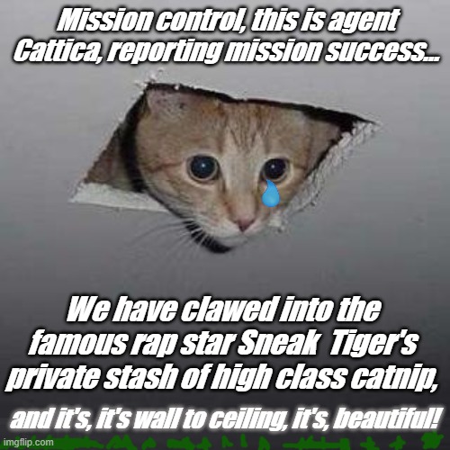 Truly a magnificent treasure... | Mission control, this is agent Cattica, reporting mission success... We have clawed into the famous rap star Sneak  Tiger's private stash of high class catnip, and it's, it's wall to ceiling, it's, beautiful! | image tagged in memes,ceiling cat,top secret missions,most precious kitty resource | made w/ Imgflip meme maker