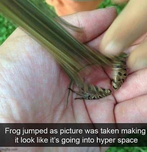 Zoom | image tagged in frog,funny picture,funny,funny memes,memes,hyper | made w/ Imgflip meme maker