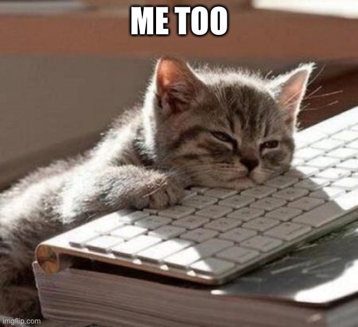 tired cat | ME TOO | image tagged in tired cat | made w/ Imgflip meme maker