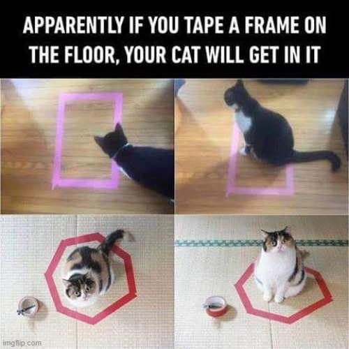 Apparently ! | image tagged in lolcats | made w/ Imgflip meme maker