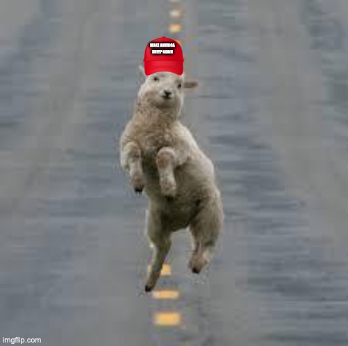 dancing sheep | MAKE AMERICA SHEEP AGAIN | image tagged in dancing sheep | made w/ Imgflip meme maker