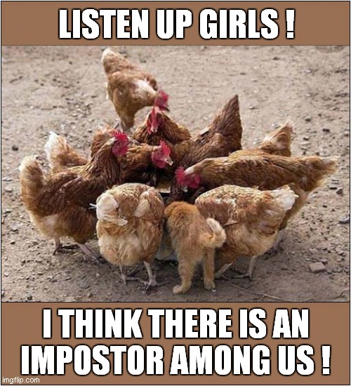 Ain't Nobody Here But Us Chickens ? | LISTEN UP GIRLS ! I THINK THERE IS AN
IMPOSTOR AMONG US ! | image tagged in chickens,cats,suspicious,impostor | made w/ Imgflip meme maker