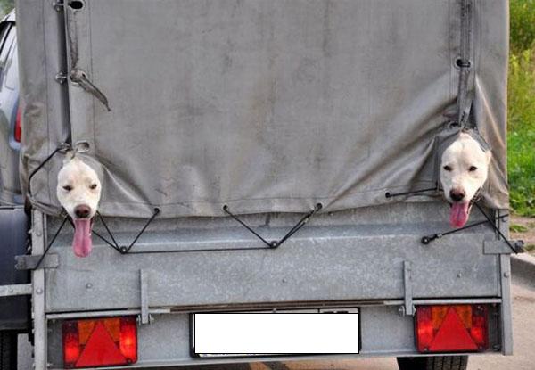 image tagged in animals,dogs,funny