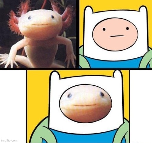 you ruined my 2 favorite things | image tagged in why must you hurt me in this way,cursed image,memes,axolotl | made w/ Imgflip meme maker