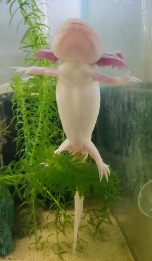 axolotl asserts his dominance | image tagged in assert dominance,tpose | made w/ Imgflip meme maker