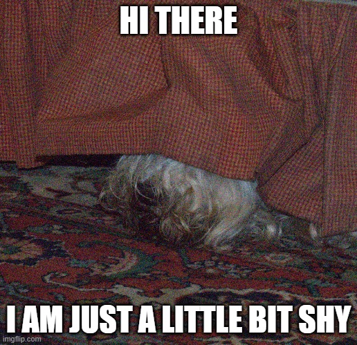 Shy Bentley | HI THERE; I AM JUST A LITTLE BIT SHY | image tagged in dog,bentley,sealyham | made w/ Imgflip meme maker