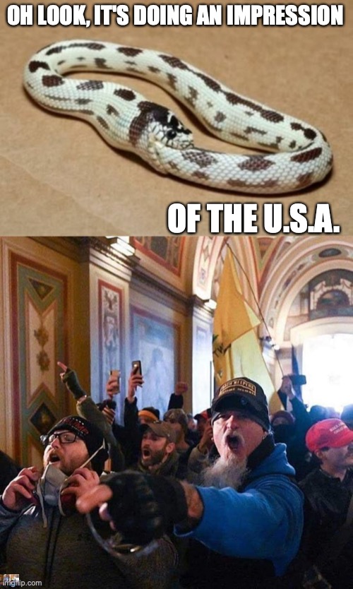 OH LOOK, IT'S DOING AN IMPRESSION; OF THE U.S.A. | image tagged in snake eating itself,capitol traitors | made w/ Imgflip meme maker