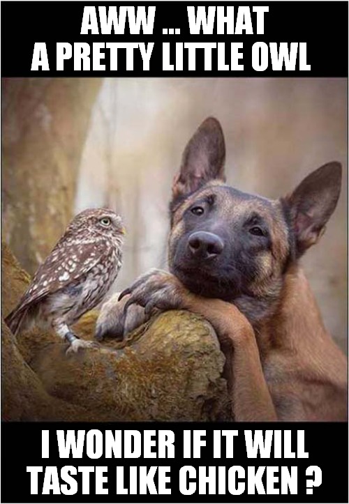 Dreaming Of Tasty Owl ! | AWW ... WHAT A PRETTY LITTLE OWL; I WONDER IF IT WILL TASTE LIKE CHICKEN ? | image tagged in dogs,owls,taste,chicken | made w/ Imgflip meme maker