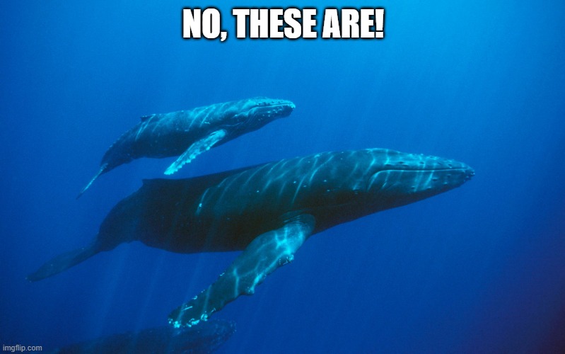 Baby Blue Whale | NO, THESE ARE! | image tagged in baby blue whale | made w/ Imgflip meme maker