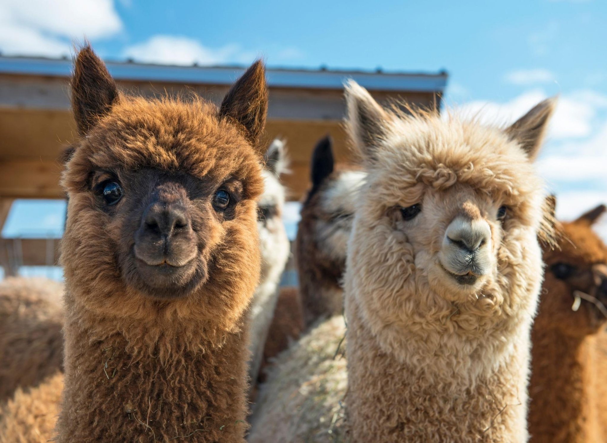 High Quality Satisfied Alpacas Blank Meme Template