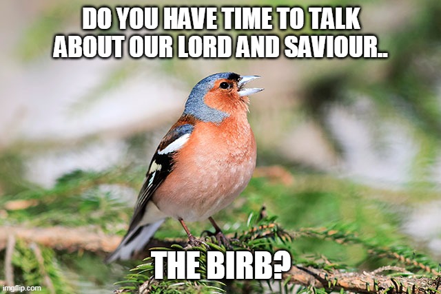 DO YOU HAVE TIME TO TALK ABOUT OUR LORD AND SAVIOUR.. THE BIRB? | image tagged in bird | made w/ Imgflip meme maker