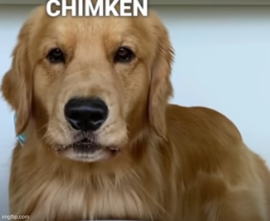 CHIMKEN | image tagged in chimken | made w/ Imgflip meme maker