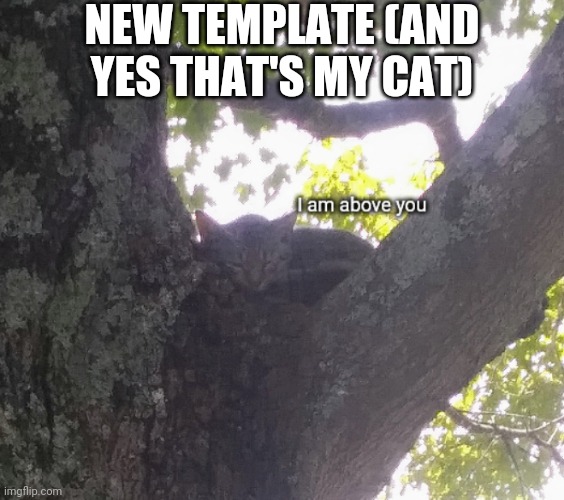 Cat I am above you | NEW TEMPLATE (AND YES THAT'S MY CAT) | image tagged in cat i am above you | made w/ Imgflip meme maker