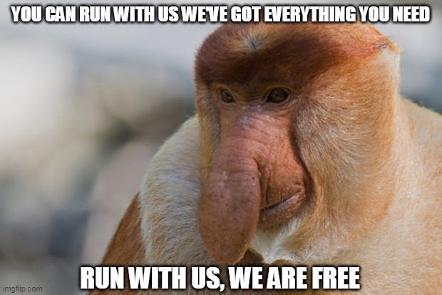 YOU CAN RUN WITH US WE'VE GOT EVERYTHING YOU NEED; RUN WITH US, WE ARE FREE | image tagged in monkey,raccoon | made w/ Imgflip meme maker