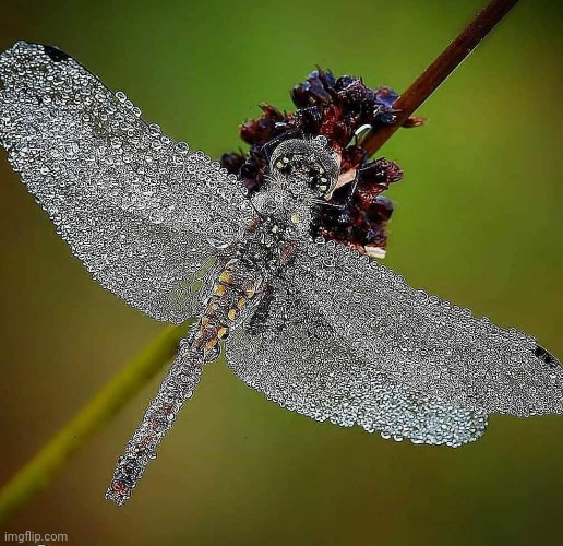 Dragonfly covered in dew dropletsPhoto by fotograf_lasse_anderson (IG) | image tagged in insects,dragonfly,awesome,photography | made w/ Imgflip meme maker