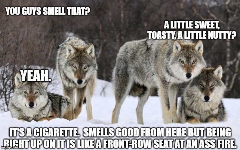 wolves | YOU GUYS SMELL THAT? A LITTLE SWEET, TOASTY, A LITTLE NUTTY? YEAH. IT'S A CIGARETTE.  SMELLS GOOD FROM HERE BUT BEING RIGHT UP ON IT IS LIKE A FRONT-ROW SEAT AT AN ASS FIRE. | image tagged in wolves | made w/ Imgflip meme maker