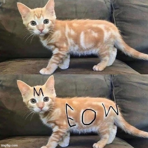 legit meow | image tagged in cats,meow | made w/ Imgflip meme maker