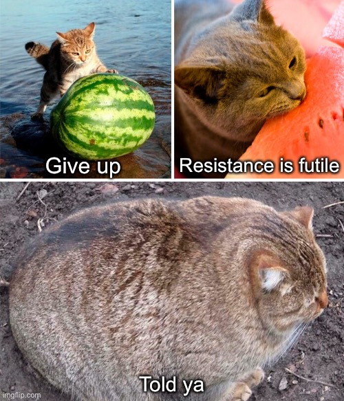 Melon Ball | Resistance is futile; Give up; Told ya | image tagged in funny memes,funny cat memes | made w/ Imgflip meme maker