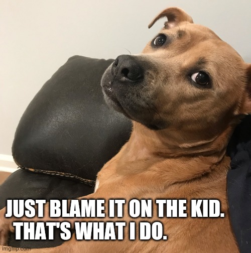 Expressive Dog | JUST BLAME IT ON THE KID.     
  THAT'S WHAT I DO. | image tagged in expressive dog | made w/ Imgflip meme maker