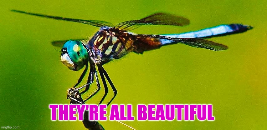 THEY'RE ALL BEAUTIFUL | made w/ Imgflip meme maker