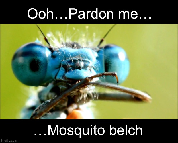 Ooh…Pardon me… …Mosquito belch | made w/ Imgflip meme maker