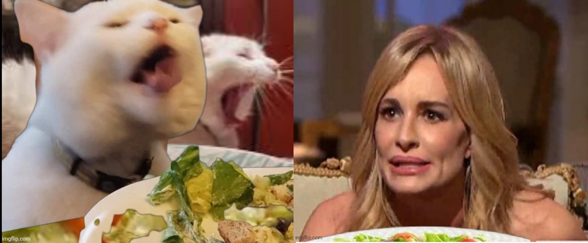 Salad cat | image tagged in funny memes | made w/ Imgflip meme maker