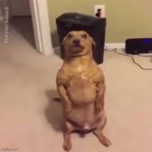 Funni doggo stares into your soul | image tagged in funni doggo stares into your soul | made w/ Imgflip meme maker